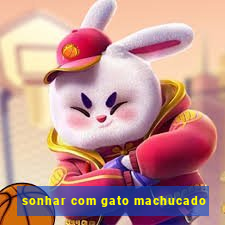 sonhar com gato machucado